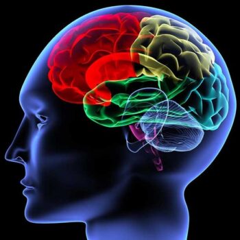 Czym jest mózg trójdzielny?