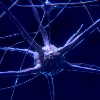 Autonomiczny układ nerwowy - czym jest?