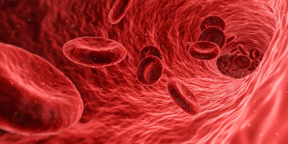 Erytrocyty - czerwone krwinki 