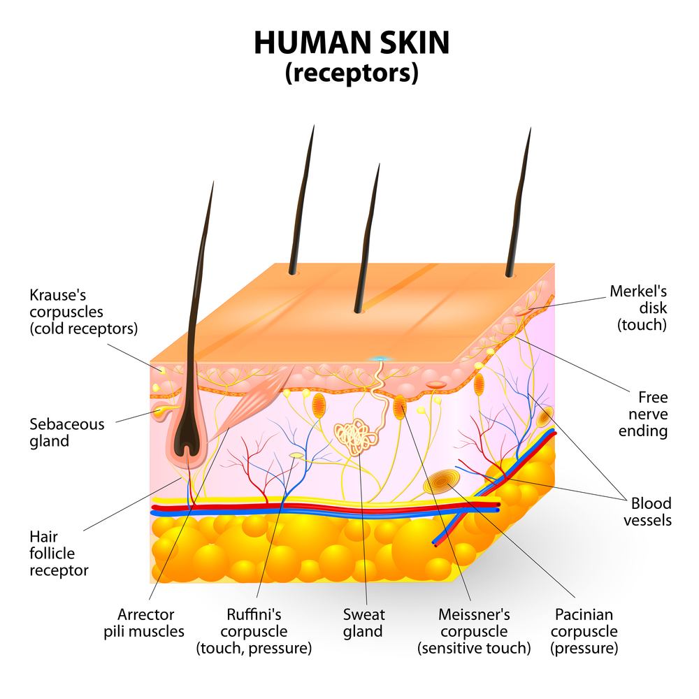 propriocepcja - skóra