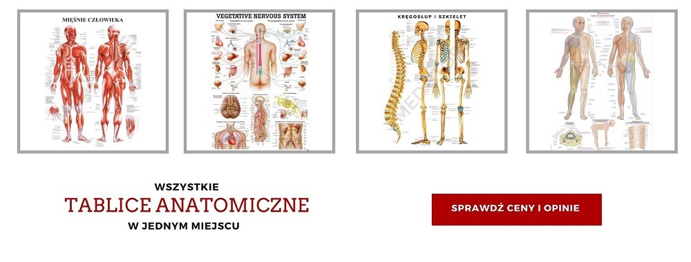 Plakaty anatomiczne na prezent 