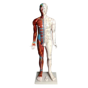 Model akupunkturowy człowieka 84 cm