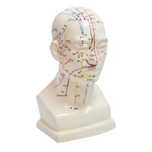 Model akupunkturowy głowy 20 cm - przód