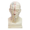 Model akupunkturowy głowy 20 cm - acus med