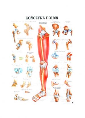 Tablica anatomiczna - Kończyna Dolna