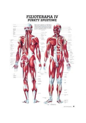 Tablica anatomiczna - Punkty Spustowe