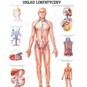 Tablica anatomiczna - Układ Limfatyczny