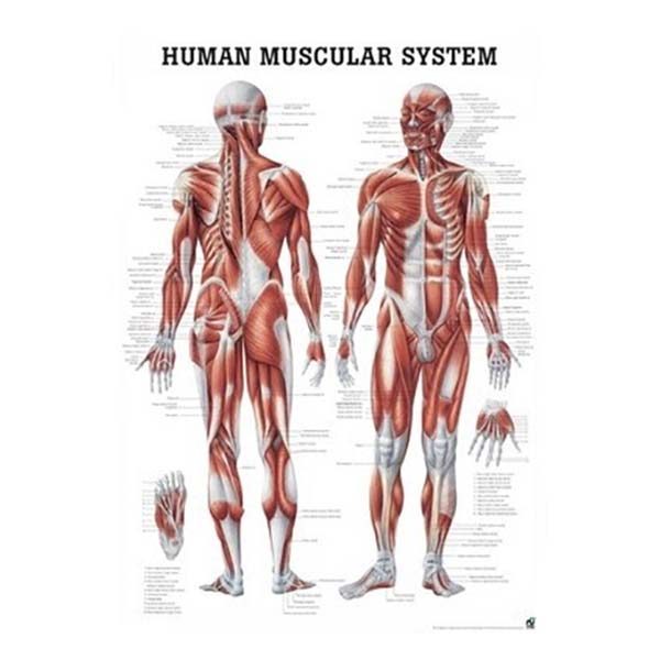 Tablica Anatomiczna 3D - Układ Mięśniowy