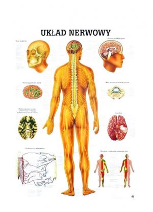 Tablica anatomiczna- Układ Nerwowy