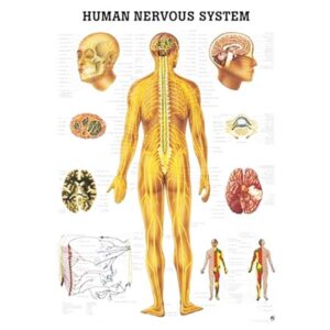 Tablica anatomiczna 3D - Układ Nerwowy