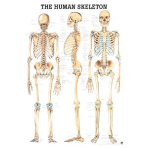 Tablica Anatomiczna 3D – Układ Szkieletowy