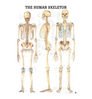 Tablica Anatomiczna 3D – Układ Szkieletowy