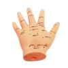 Model dłoni do akupunktury 13 cm - Acus Med