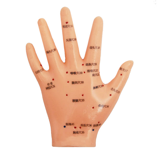 Model dłoni do akupunktury 13 cm
