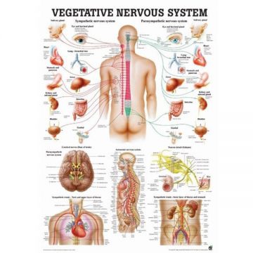 Wegetatywny układ nerwowy tablica anatomiczna