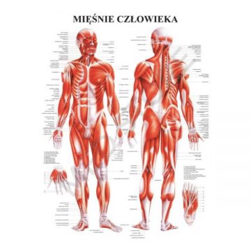 Tablica anatomiczna - układ mięśniowy człowieka
