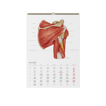 Kalendarz anatomiczny styczeń 2023