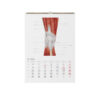 Kalendarz anatomiczny 2023 listopad