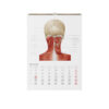 Kalendarz anatomiczny kwiecień 2023