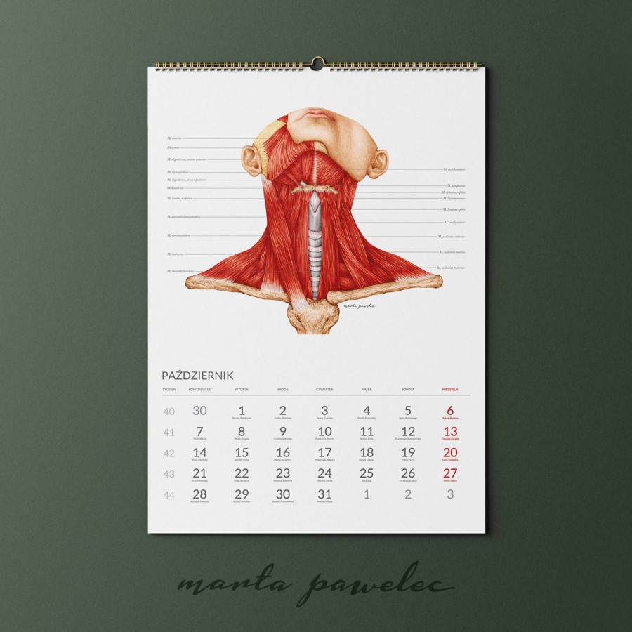 Kalendarz Anatomiczny_11