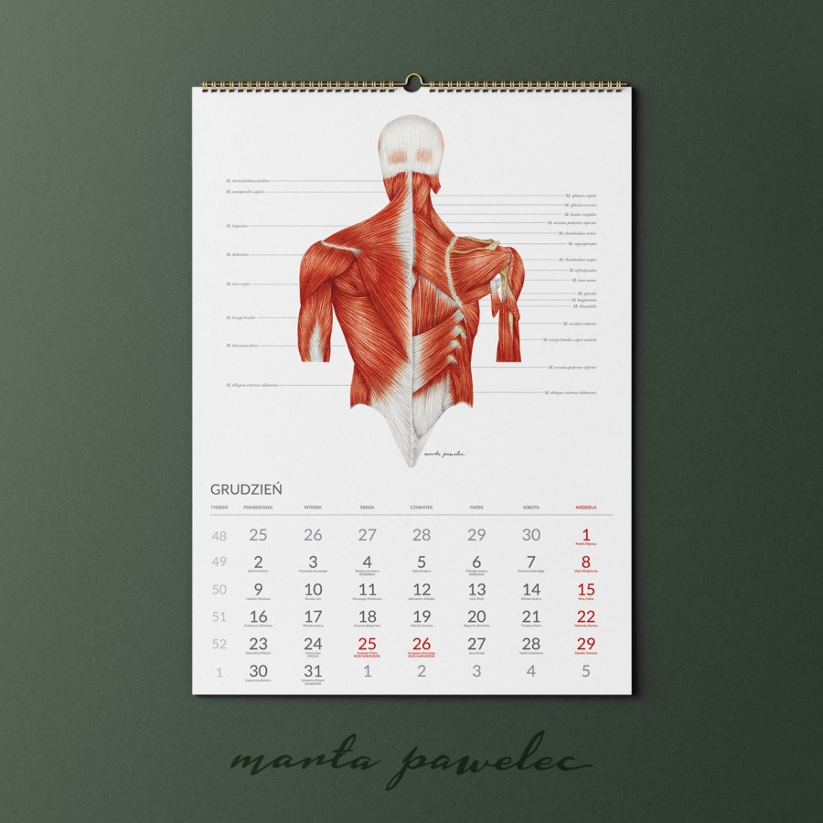 Kalendarz Anatomiczny_13