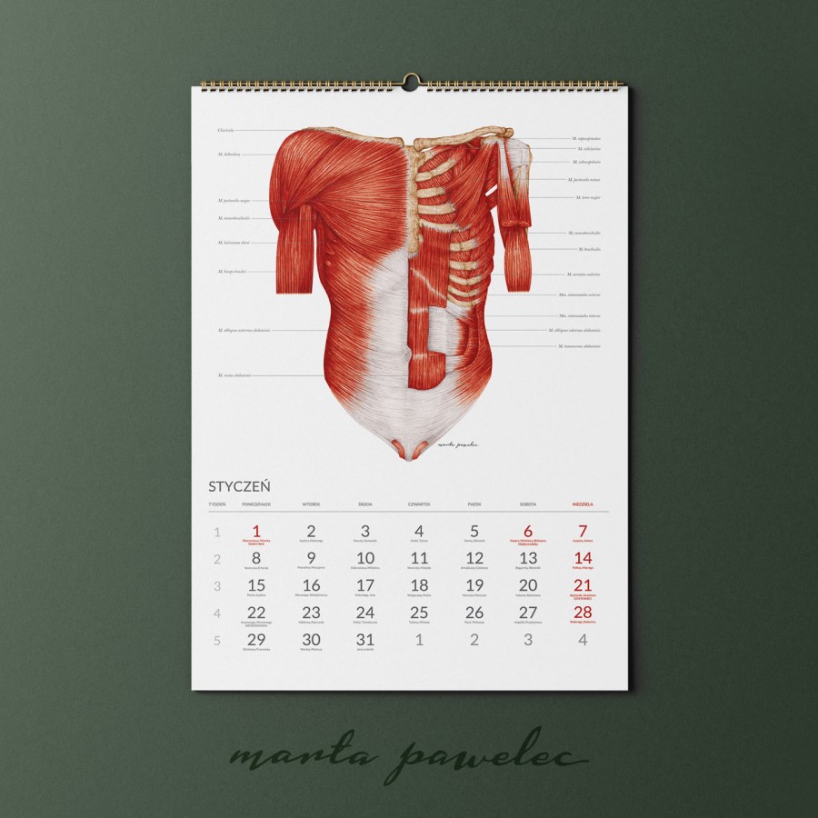 Kalendarz Anatomiczny_2