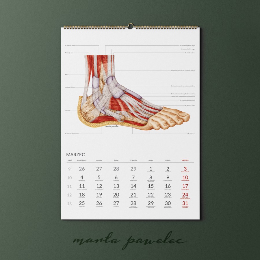 Kalendarz Anatomiczny_4