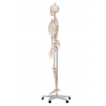Anatomiczny szkielet ludzki do nauki anatomii