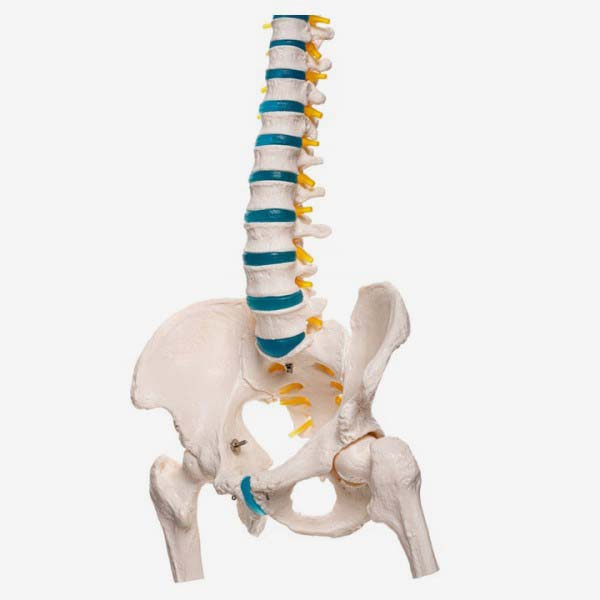 Model kręgosłupa ludzkiego i miednicy