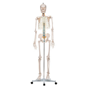 Model anatomiczny człowieka