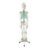 Szkielet anatomiczny człowieka Model cały