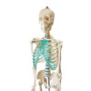 Szkielet anatomiczny człowieka zbliżenie