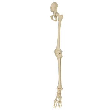 Model szkieletu nogi