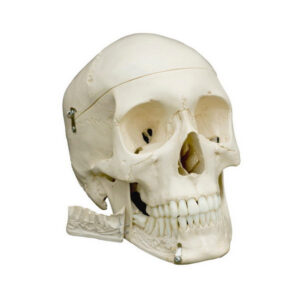 Model anatomiczny czaszki człowieka
