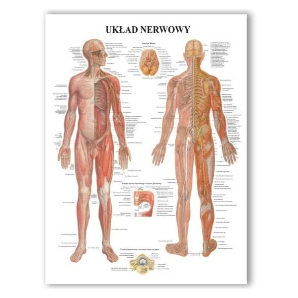 Plansza anatomiczna - układ nerwowy