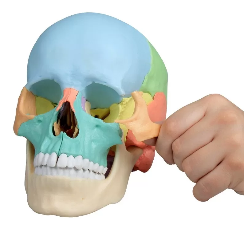 czaszka-osteopatyczna