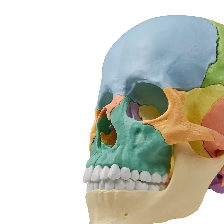 kolorowa-czaszka-model