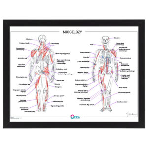 Plakat anatomiczny Miogelozy 30x40 - w ramce