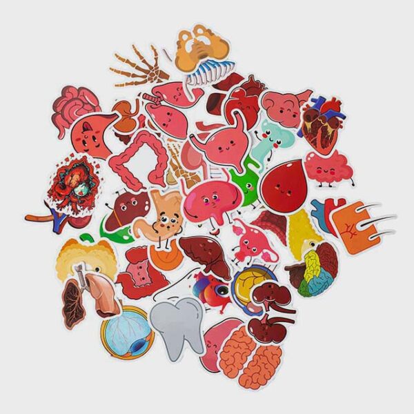 Naklejki anatomiczne acus med - wersja 2