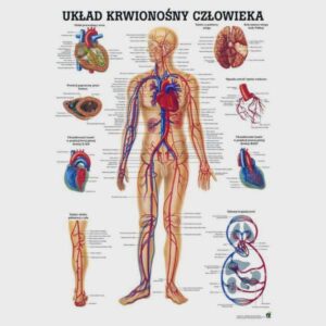 Tablica anatomiczna układ krwionośny człowieka - laminowana - Rudiger